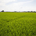Daule Ecuador A region caught between drought and floods Daule Ecuador A region caught between drought and floods